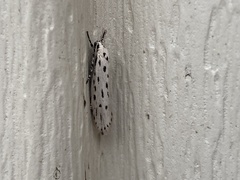 Yponomeuta multipunctella