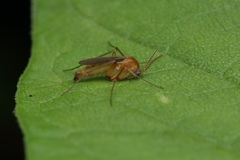 Mycetophilidae