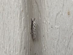 Yponomeuta multipunctella