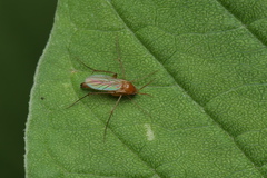Mycetophilidae