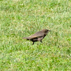 Sturnus vulgaris