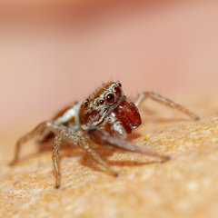 Icius hamatus