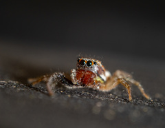 Icius hamatus