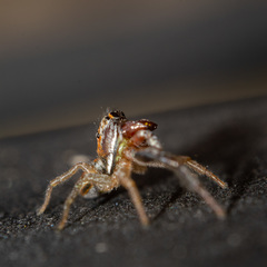 Icius hamatus