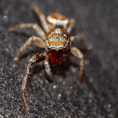 Icius hamatus