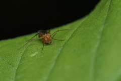 Mycetophilidae