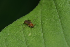 Mycetophilidae