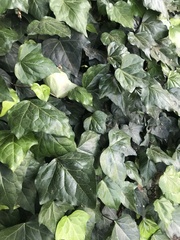 Hedera helix