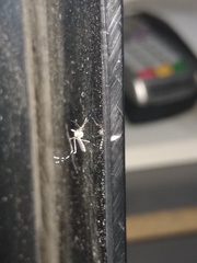 Aedes