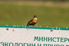 Emberiza hortulana