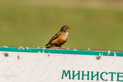 Emberiza hortulana