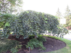 Ulmus glabra camperdownii