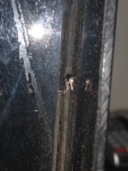 Aedes