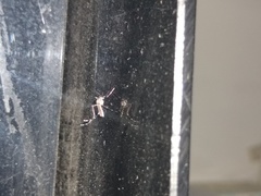 Aedes