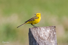 Motacilla flava lutea
