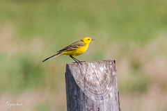 Motacilla flava lutea