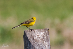 Motacilla flava lutea