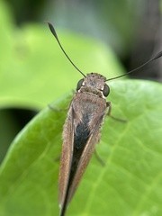 Asbolis capucinus