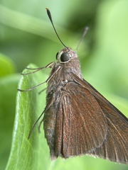 Asbolis capucinus