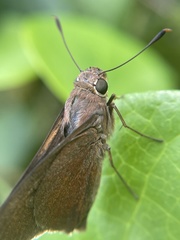 Asbolis capucinus