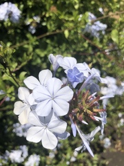 Plumbago auriculata