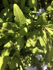 Plumbago auriculata
