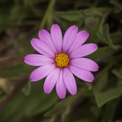 Dimorphotheca jucunda