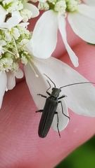 Oedemera lurida