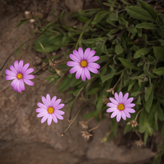 Dimorphotheca jucunda
