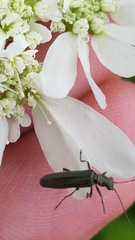 Oedemera lurida