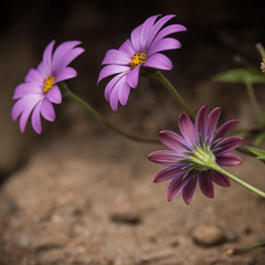 Dimorphotheca jucunda
