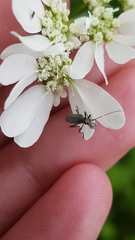 Oedemera lurida