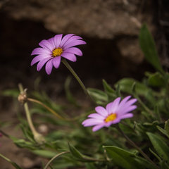 Dimorphotheca jucunda