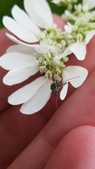 Oedemera lurida