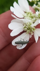 Oedemera lurida