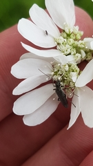 Oedemera lurida