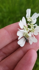 Oedemera lurida