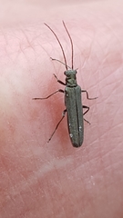 Oedemera lurida