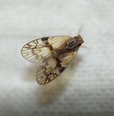Bothriocera maculata