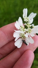 Oedemera lurida