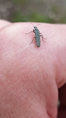 Oedemera lurida