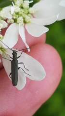 Oedemera lurida
