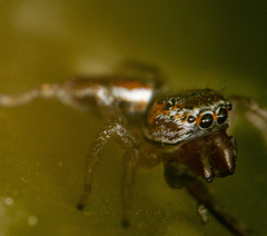 Icius hamatus