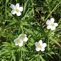 Anemonastrum canadense