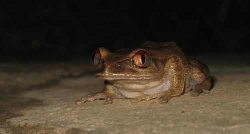 Leptopelis spiritusnoctis