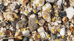 Eriogonum reniforme