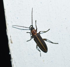 Oxycopis mimetica