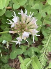 Trifolium latifolium