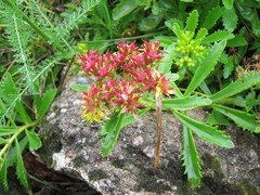 Phedimus middendorffianus