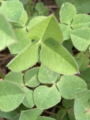 Trifolium latifolium